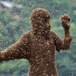 Sierra Club Canada Protect the Pollinators Tour – They Know Even Less About Bees Than You Think