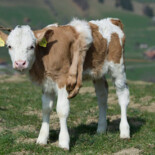 Adorable Abomination Of Nature Wins Swiss Hearts