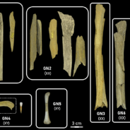 Neanderthals Resorted To Cannibalism – Just Like European Settlers At Jamestown