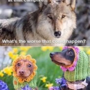 Dogs Have Been ‘Man’s Best Friend’ For 14,000 Years